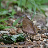 Charaxes psaphon Westwood, 1848